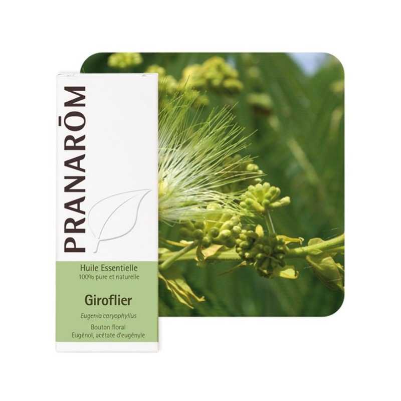 Giroflier HE - 10ml - PHARMACIE VERTE - Herboristerie à Nantes depuis 1942 - Plantes en Vrac - Tisane - EPS - Bourgeon - Mycothé