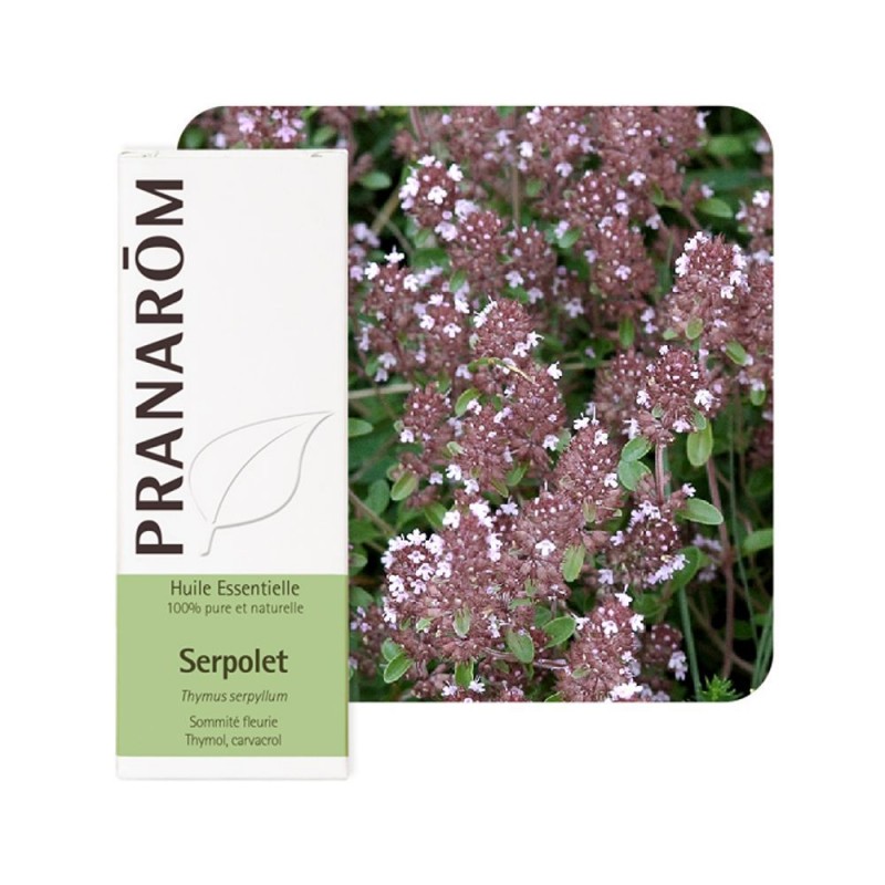 Serpolet HE - 5ml - PHARMACIE VERTE - Herboristerie à Nantes depuis 1942 - Plantes en Vrac - Tisane - EPS - Bourgeon - Mycothéra