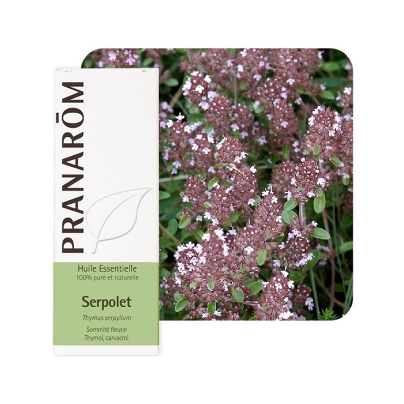 Serpolet HE - 5ml - PHARMACIE VERTE - Herboristerie à Nantes depuis 1942 - Plantes en Vrac - Tisane - EPS - Bourgeon - Mycothéra Serpolet HE - 5ml - PHARMACIE VERTE - Herboristerie à Nantes depuis 1942 - Plantes en Vrac - Tisane - EPS - Bourgeon - Mycothéra