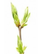 Catégorie GEMMOTHERAPIE - PHARMACIE VERTE - Herboristerie à Nantes : HERBALGEM AIRELLE - 30ml , HERBALGEM AMANDIER - 30ml , H...